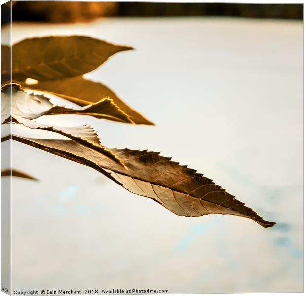 Perspective on a Leaf Canvas Print by Iain Merchant