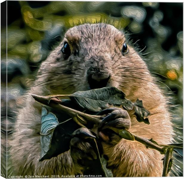 Prairie Dog Canvas Print by Iain Merchant