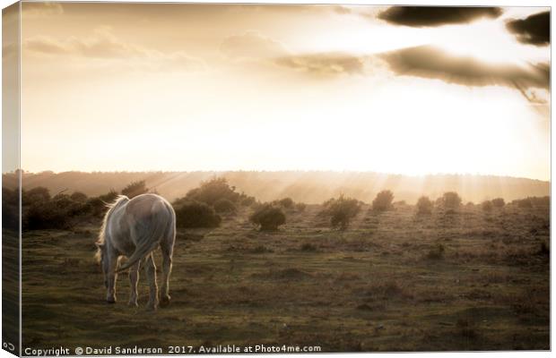 New Forest Pony Canvas Print by David Sanderson