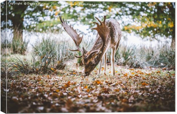 Wild Deer Canvas Print by Denise Rimmer