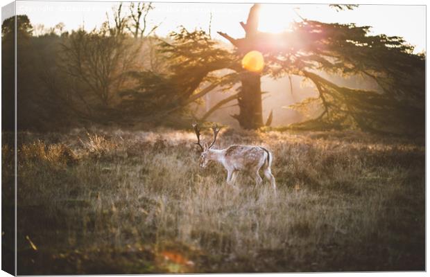 Deer at Sunset Canvas Print by Denise Rimmer