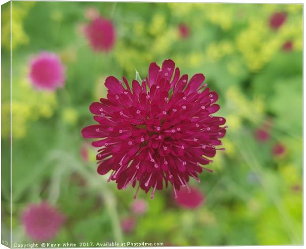 Knautia macedonica Canvas Print by Kevin White