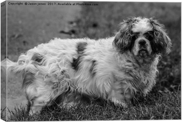  Cavalier King Charles Spaniel Dog (B&W) Canvas Print by Jason Jones