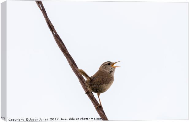 Wren Songbird Bird on Rusty Wire (Troglodytes) Canvas Print by Jason Jones