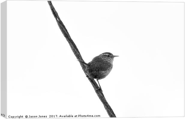 Wren Songbird Bird on Rusty Wire (Troglodytes) B&W Canvas Print by Jason Jones