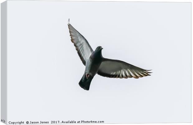 Pigeon Bird In Flight Canvas Print by Jason Jones