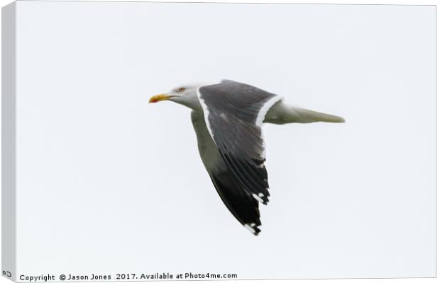 Seagull in Flight  Canvas Print by Jason Jones