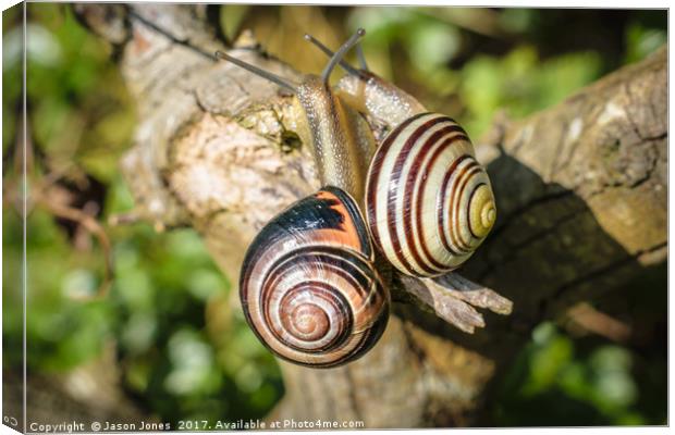Two Grove Small Striped Snail / Snails Canvas Print by Jason Jones