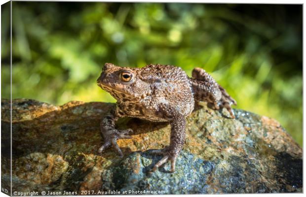 Amphibian, Common British Toad / Frog Canvas Print by Jason Jones