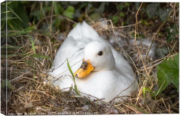 White Call Duck Sitting on Eggs in Her Nest Canvas Print by Jason Jones