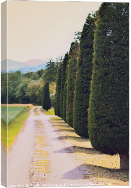  Country Road with Cypress Tree Canvas Print by Monika Sakowska