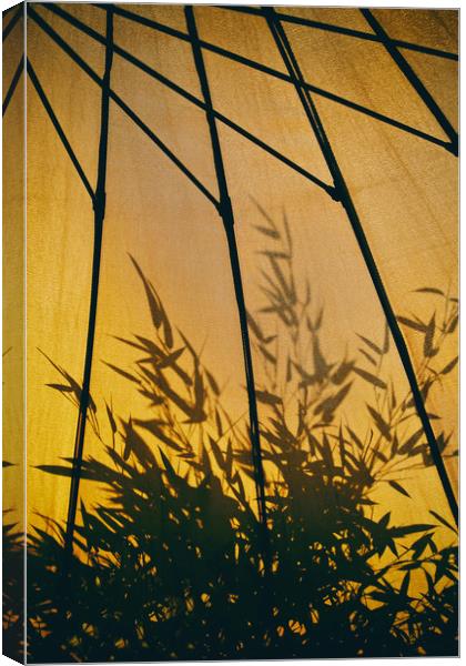 Bamboo Shadows Canvas Print by Simon J Beer