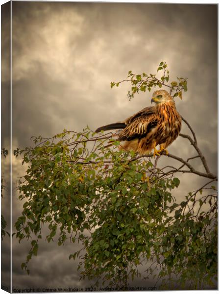 Red Kite  Canvas Print by Emma Woodhouse