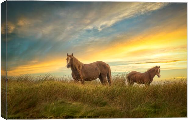 Brecon Ponies Canvas Print by Emma Woodhouse