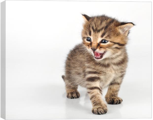 angry mewoing beautiful cute 20 days old kitten si Canvas Print by TUAN PHAM