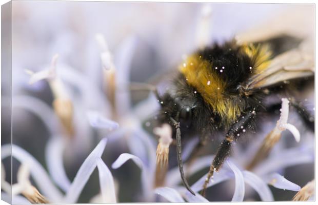 echinops all a bee needs Canvas Print by james dorrington