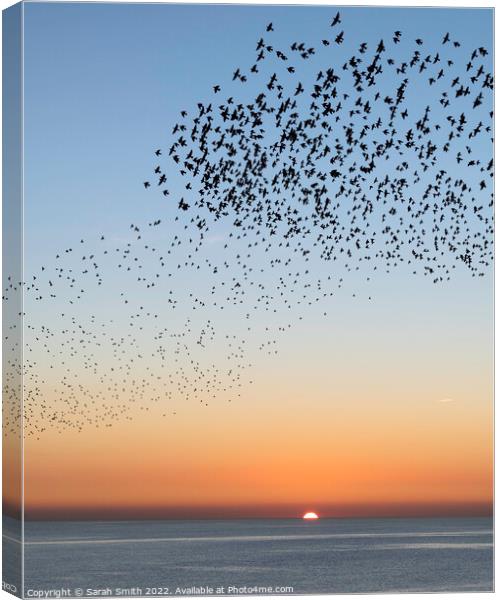 Starling Murmuration Sunset Canvas Print by Sarah Smith