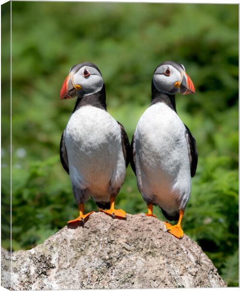 Two young Atlantic Puffins perched on a rock Canvas Print by Sarah Smith