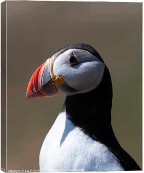 Profile of an Atlantic Puffin Canvas Print by Sarah Smith