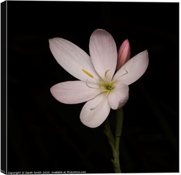 Pink Hesperantha Canvas Print by Sarah Smith