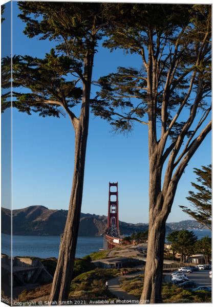 The Golden Gate Bridge Captured Through Cypress Trees Canvas Print by Sarah Smith