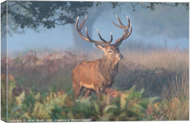 Red Deer Stag in Richmond Park Canvas Print by Sarah Smith