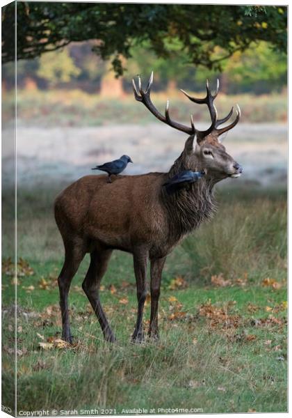 Royal Stag with Preening Jackdaws Canvas Print by Sarah Smith