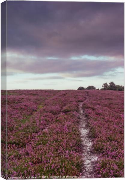 Heather field in the New Forest, UK Canvas Print by KB Photo