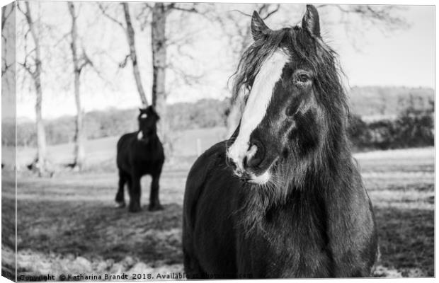 Curious horses Canvas Print by KB Photo