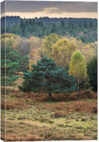 Autumn New Forest National Park, Hampshire, Englan Canvas Print by KB Photo