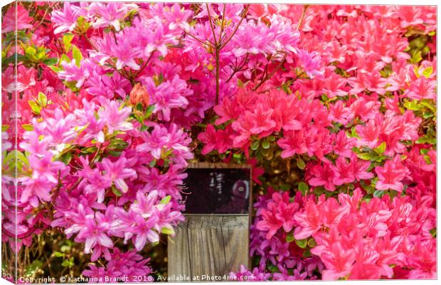 Pink Azaleas bursting with colour Canvas Print by KB Photo