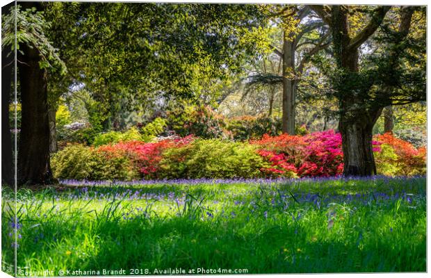 Bluebell fields and colourful rhododendrons Canvas Print by KB Photo
