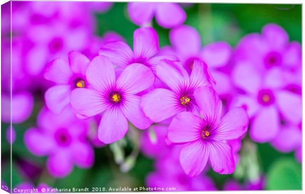 Violet Wood-sorrel flowers Canvas Print by KB Photo