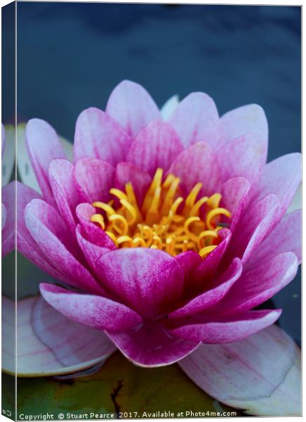 WaterLily in bloom Canvas Print by Stuart Pearce