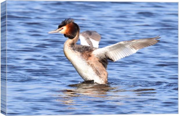 The Beautiful Great Crested Grebe Canvas Print by Paul Raynard