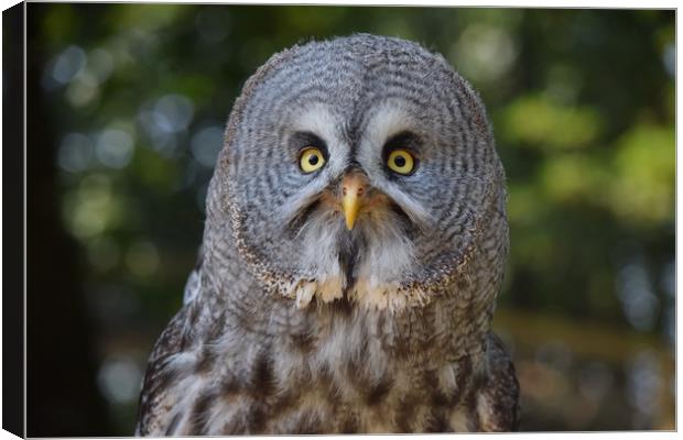 Great Grey Owl Portrait  Canvas Print by Paul Raynard