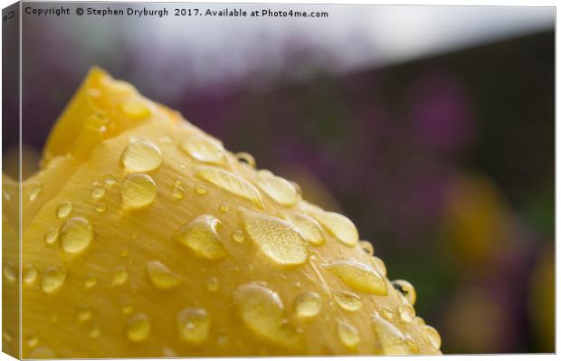 Water Droplets Canvas Print by Stephen Dryburgh