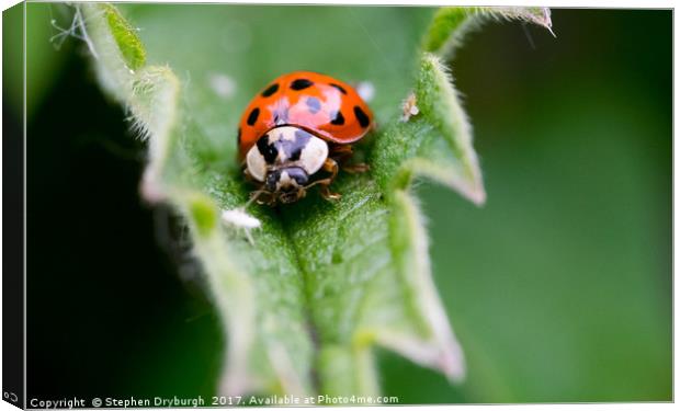 Ladybirds Lunch Canvas Print by Stephen Dryburgh