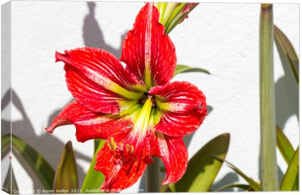 Red Amaryllis flower Canvas Print by Kevin Hellon