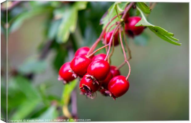 Ripe rosehips hanging from a tree Canvas Print by Kevin Hellon