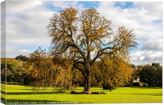 Oak tree in Autumn sunshine, Canvas Print by Kevin Hellon