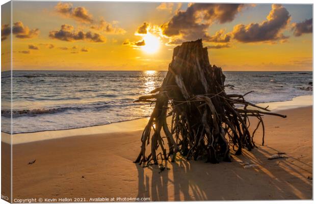 Eroded tree stump on beach at susnset, Canvas Print by Kevin Hellon