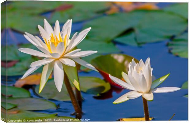 Water lilies and lily pads Canvas Print by Kevin Hellon