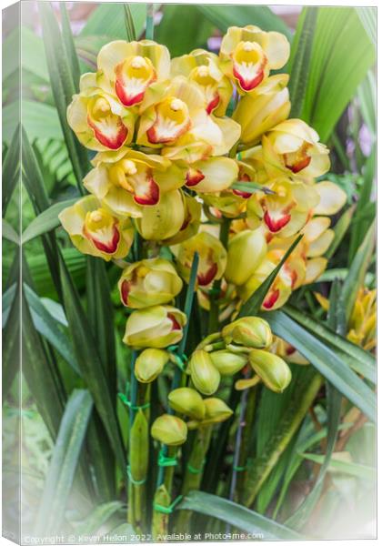 Yellow orchids Canvas Print by Kevin Hellon