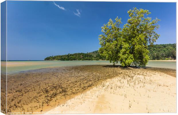 Mangrove Tree, Layan Beach, Phuket, Thailand Canvas Print by Kevin Hellon