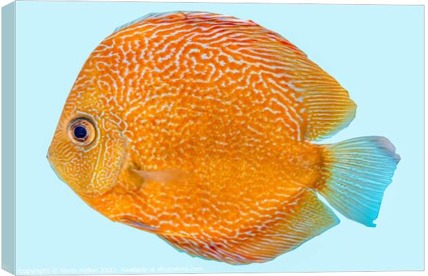 Discus fish, orange symphysodon discus in aquarium. Canvas Print by Kevin Hellon