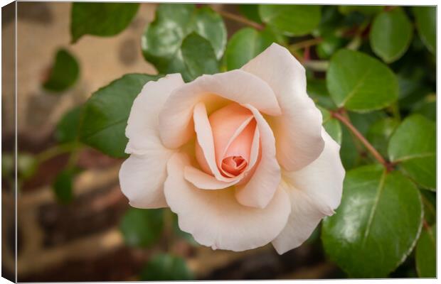 Salmon coloured rose in garden Canvas Print by Kevin Hellon