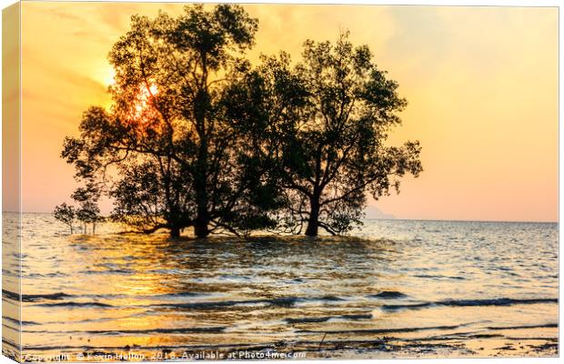 Mangrove sunrise Canvas Print by Kevin Hellon