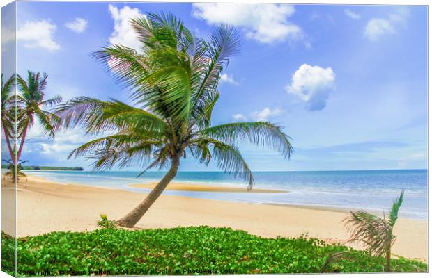 Palm tree on tropical beach Canvas Print by Kevin Hellon
