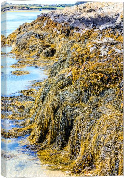 Seaweed or macroalgae  Canvas Print by Kevin Hellon